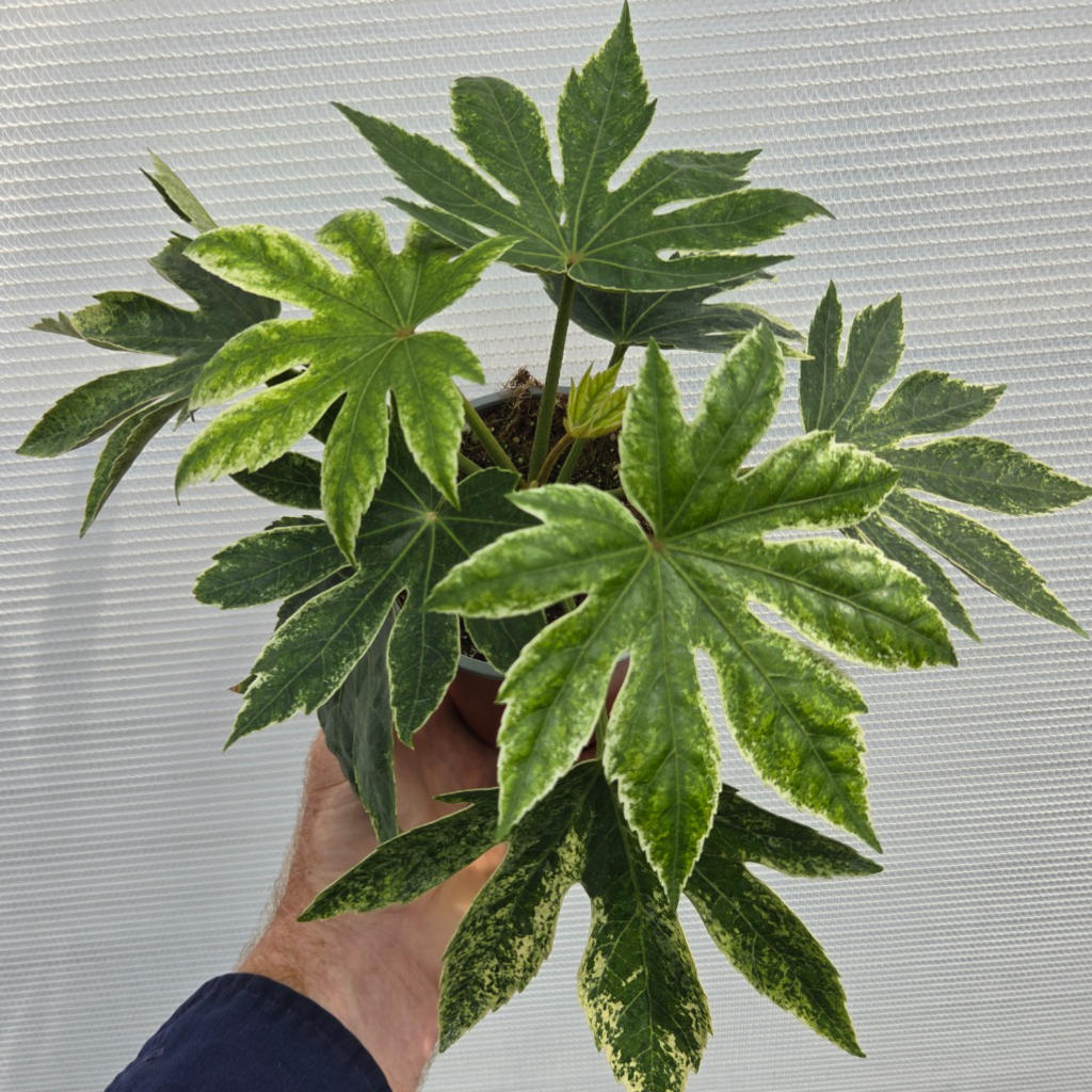 Fatsia Japonica ‘Spider’s Web’