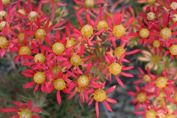 Leucadendron ‘Cheeky’ – Compact Leucadendron