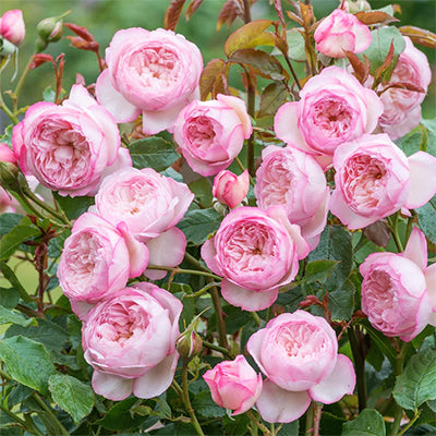 Rosa ‘The Mill on the Floss™’ (English Rose / David Austin Rose)