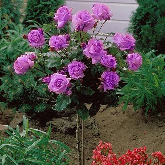 Rosa 'Angel Face' (Angel Face Standard Rose)