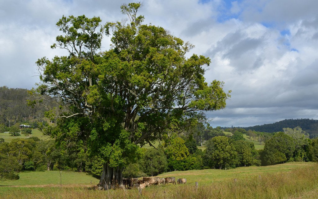Elaeocarpus obovatus (Hard Quandong)