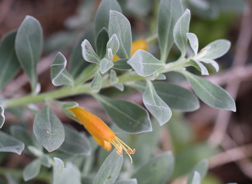 Eremophila Nivea (Silver Ball)