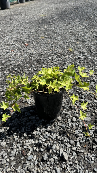 Hedera Canariensis (Canary Island Ivy)