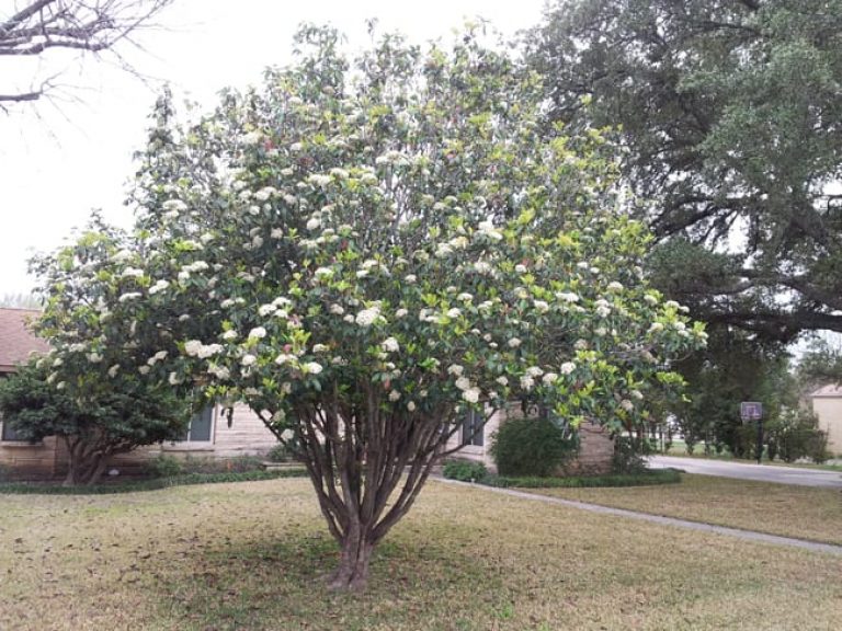 Viburnum Tinus (Laurel Leaf Viburnum)