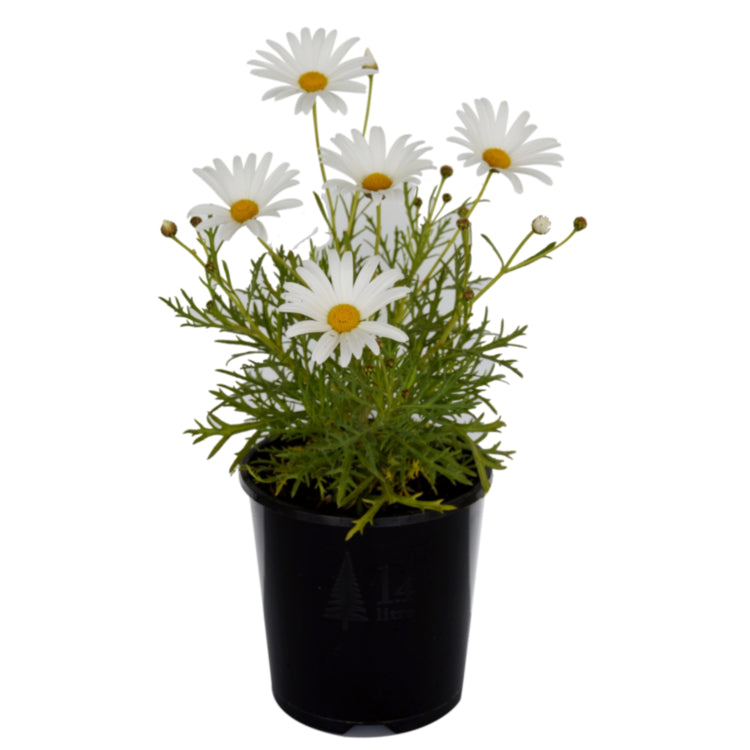 Argyranthemum frutescens (Single White)
