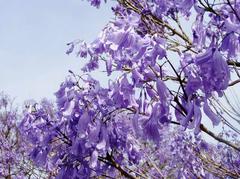 Jacaranda mimosifolia (Jacaranda)