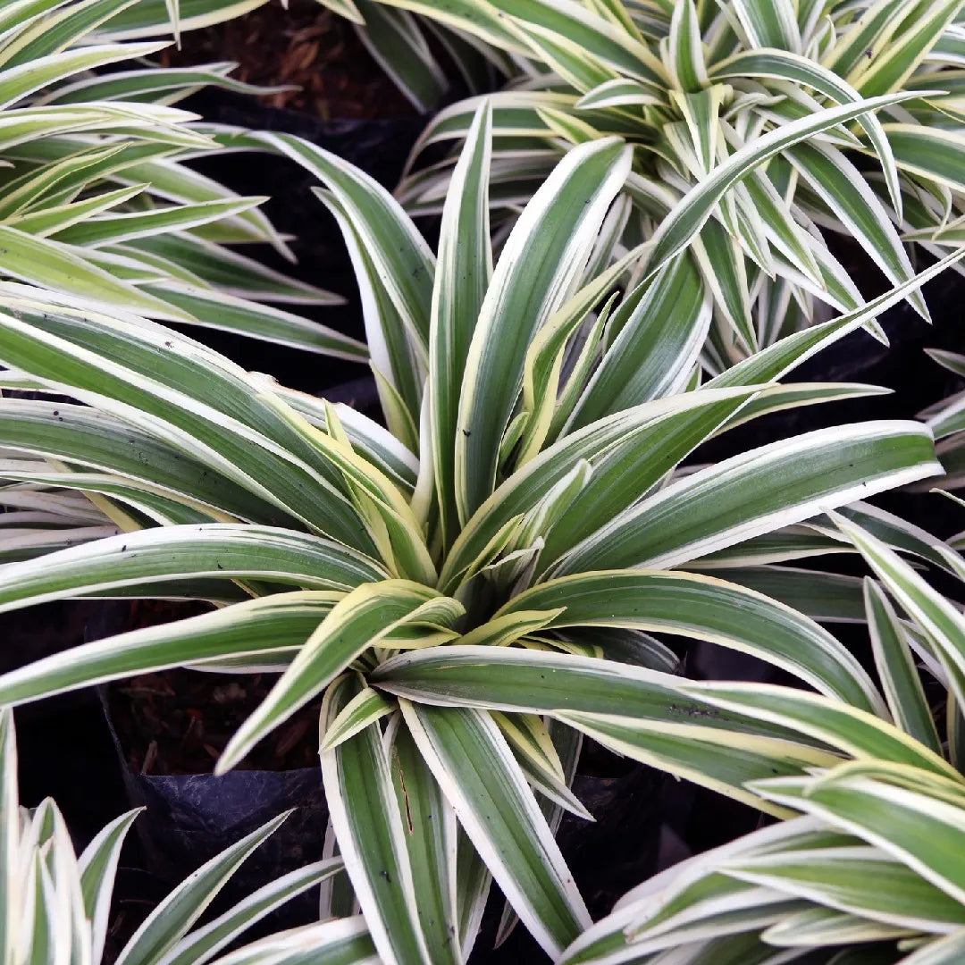 ocean spider plant vs spider plant Ocean Spider Plant – Variegated Air-Purifying Perennial