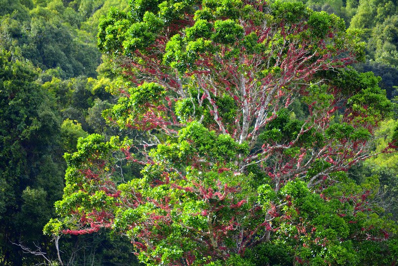 Syzygium Mooreii (Durobby)