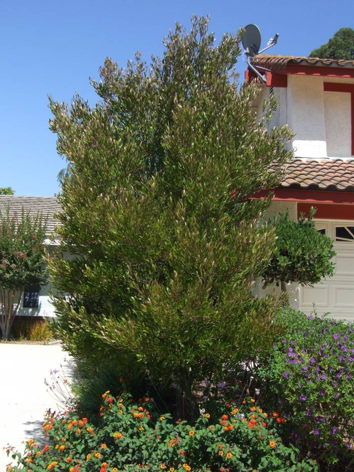 Dodonaea viscosa Green (Green Hop Bush)