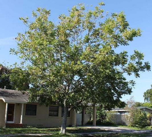 Carya Illinoinensis (Pecan Nut Cape Fear)