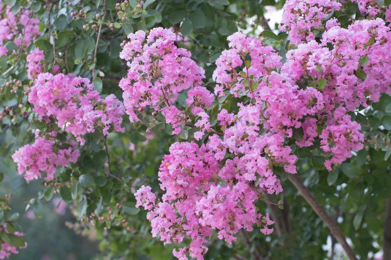 Lagerstroemia ‘Lipan’ (Crepe Myrtle)