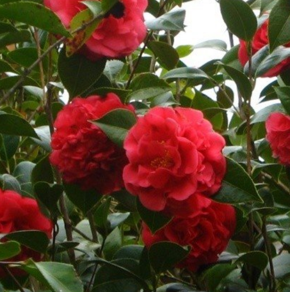 Camellia japonica ‘Dixie Knight’