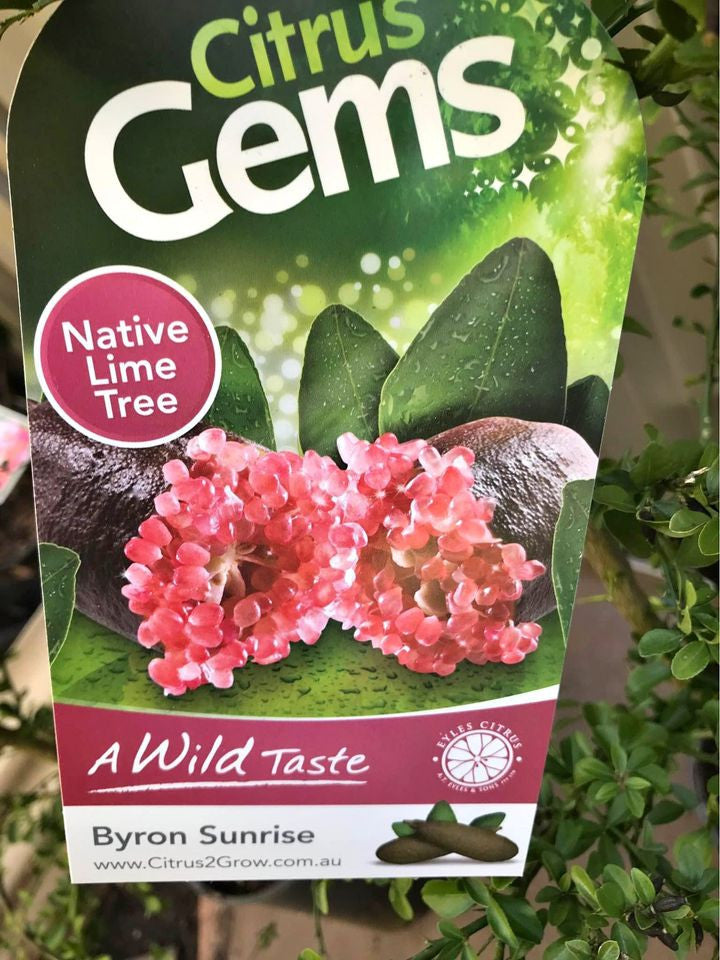 Citrus australasica ‘Byron Sunrise’ (Finger Lime)