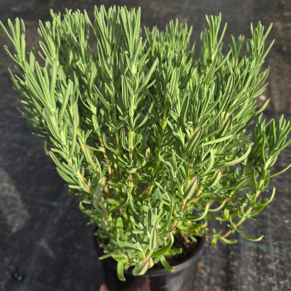 Lavandula Loveheart (Lavender - Loveheart)