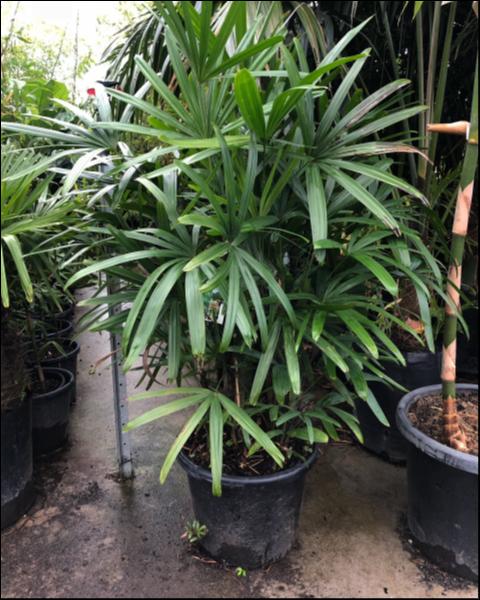 Rhapis Excelsa (Lady Palm)