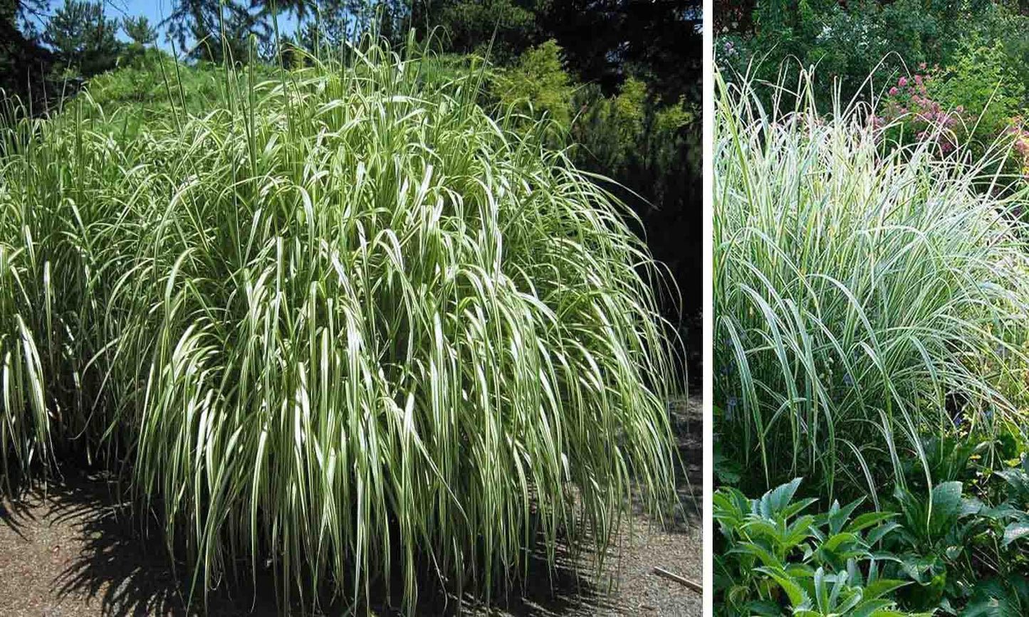 Miscanthus Sinensis ‘Cabaret’