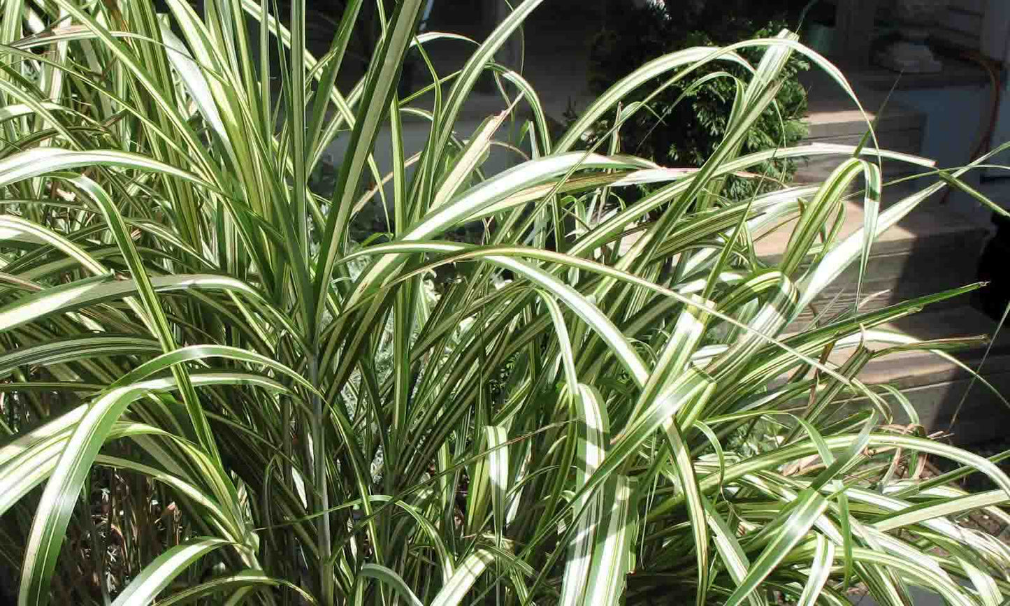 Miscanthus Sinensis ‘Cabaret’
