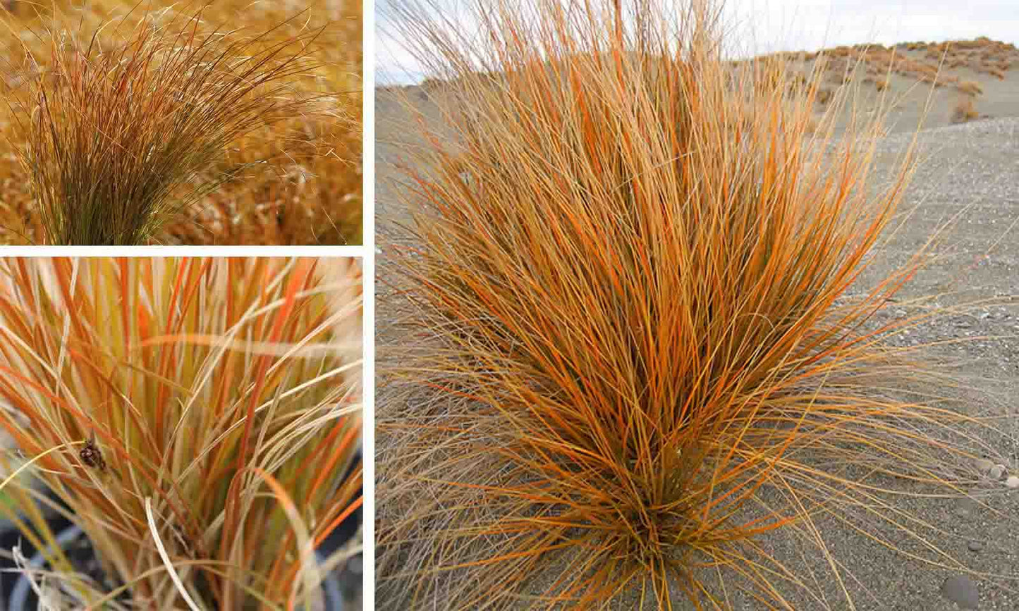 Carex Testacea (Orange Sedge)