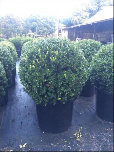 Buxus Microphylla Japonica (Japanese Box)