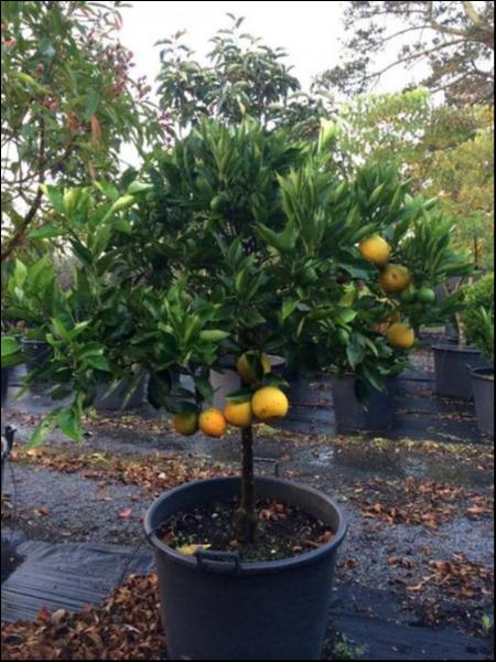 Citrus Sinensis ‘Valencia’ (Orange)
