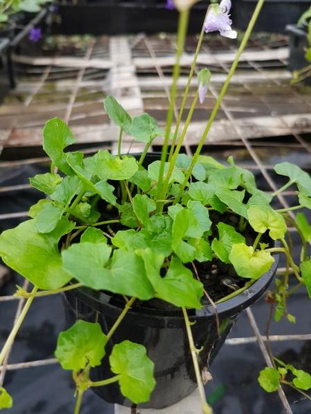 Viola Hederacea (Ivy-leaved Violet / Native Violet)