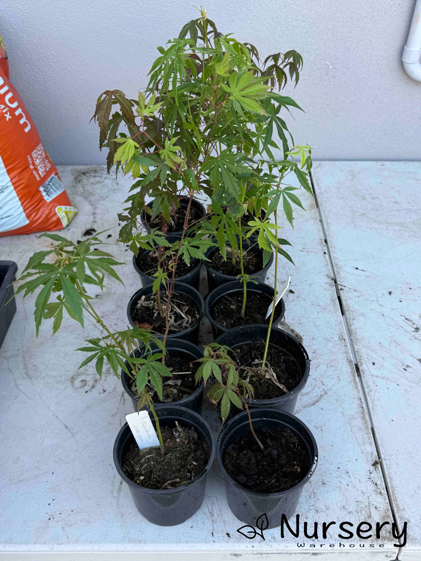 Acer Palmatum 'Unknown Japanese Maple Seedling'