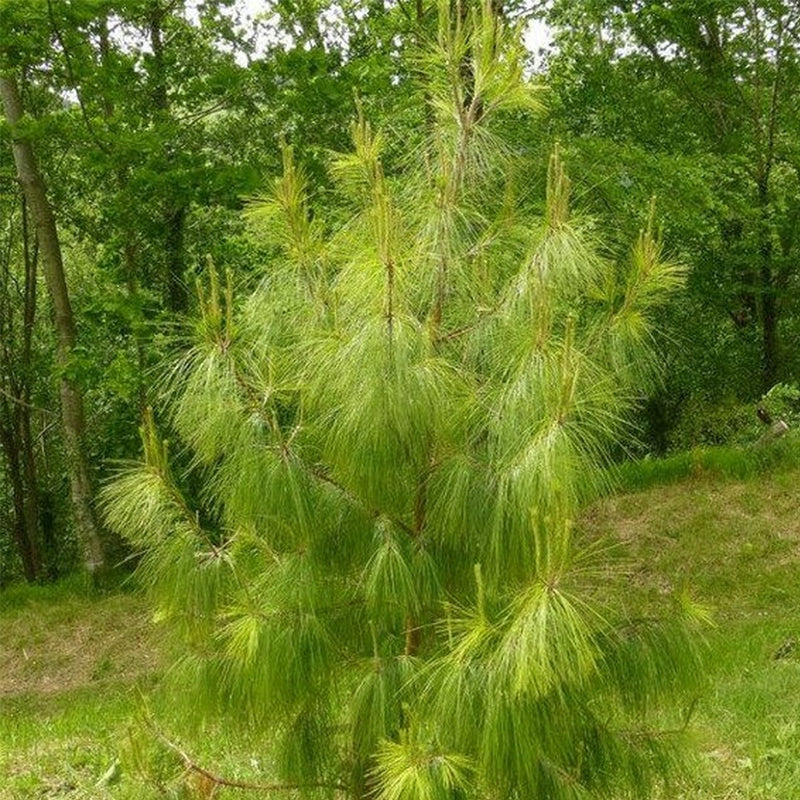 Pinus Patula (Mexican Weeping Pine)
