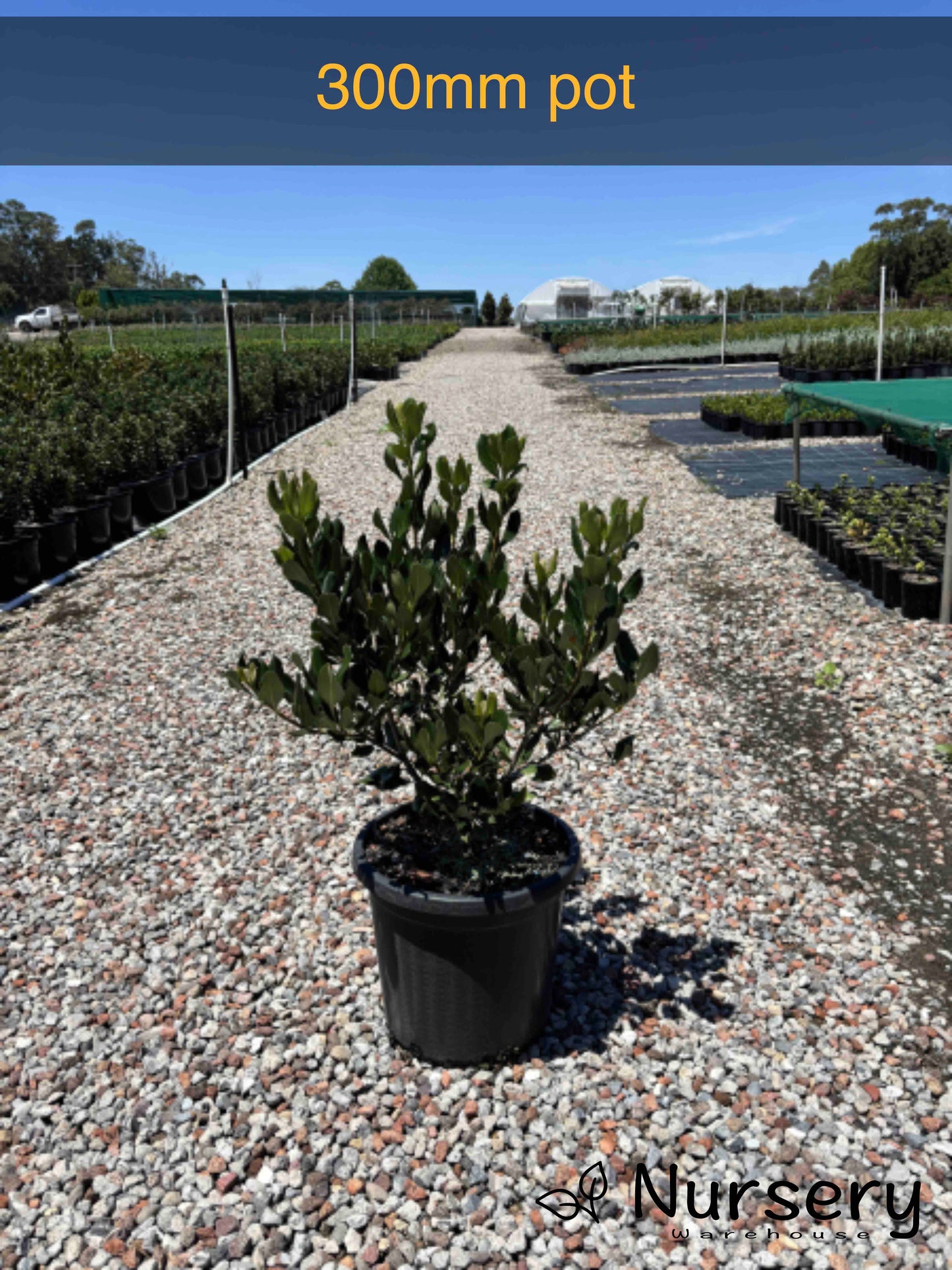 Rhaphiolepis indica (Indian Hawthorn)