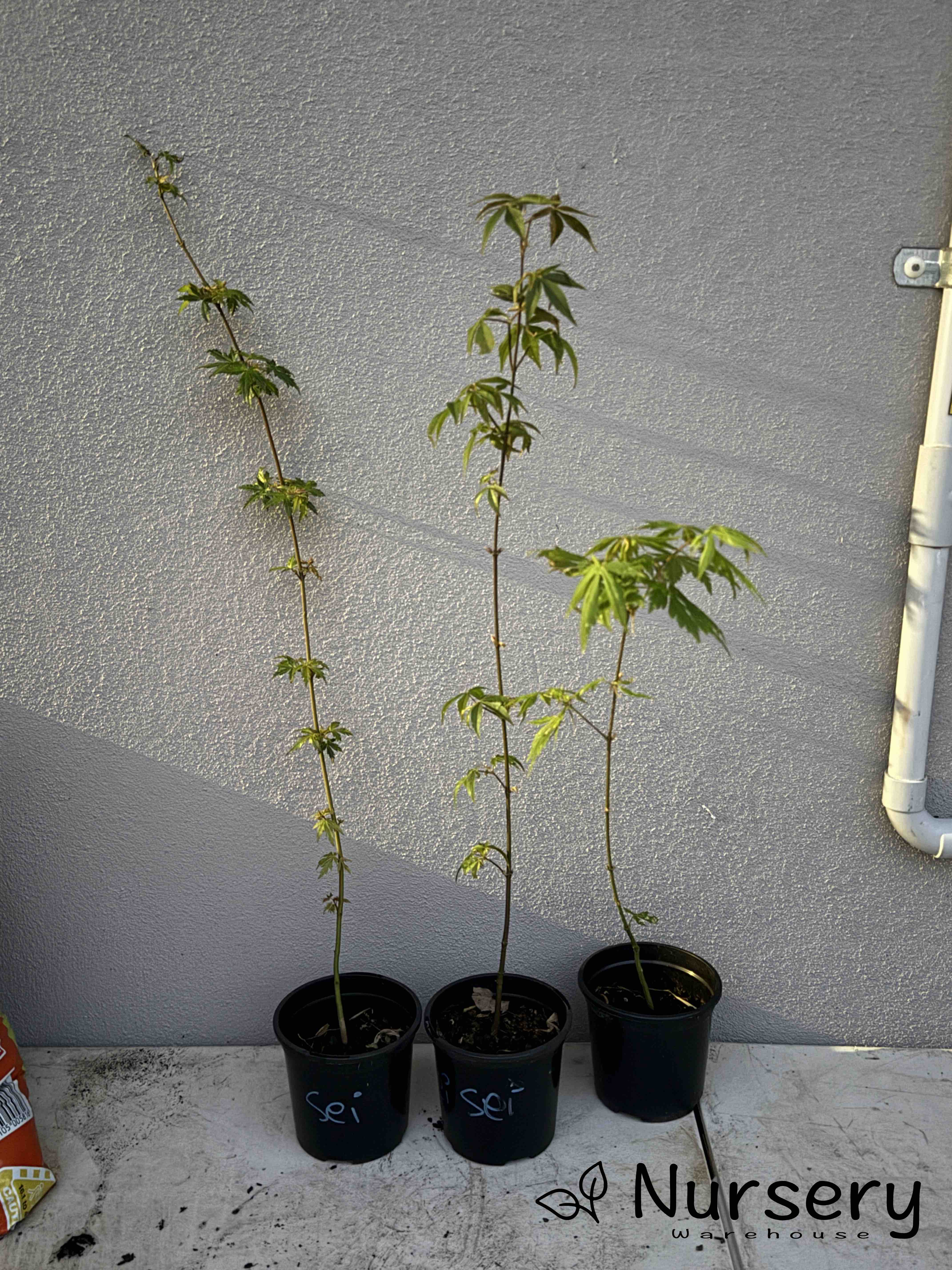 Acer Palmatum 'Seiryu Japanese Maple Seedling'