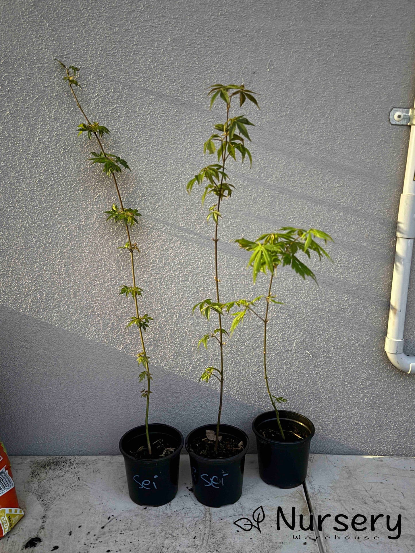 Acer Palmatum 'Seiryu Japanese Maple Seedling'