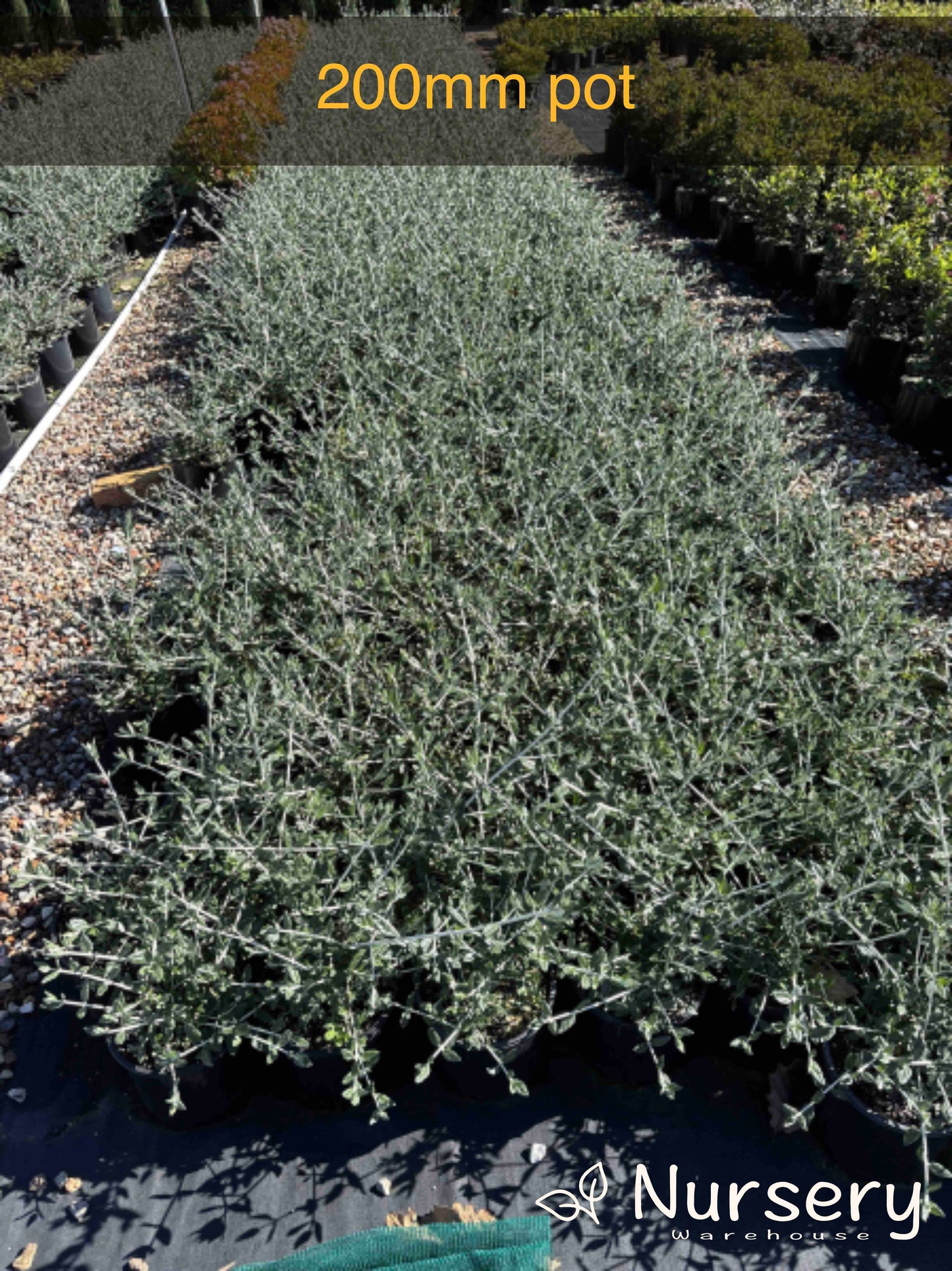 Teucrium Fruticans (Tree Germander)