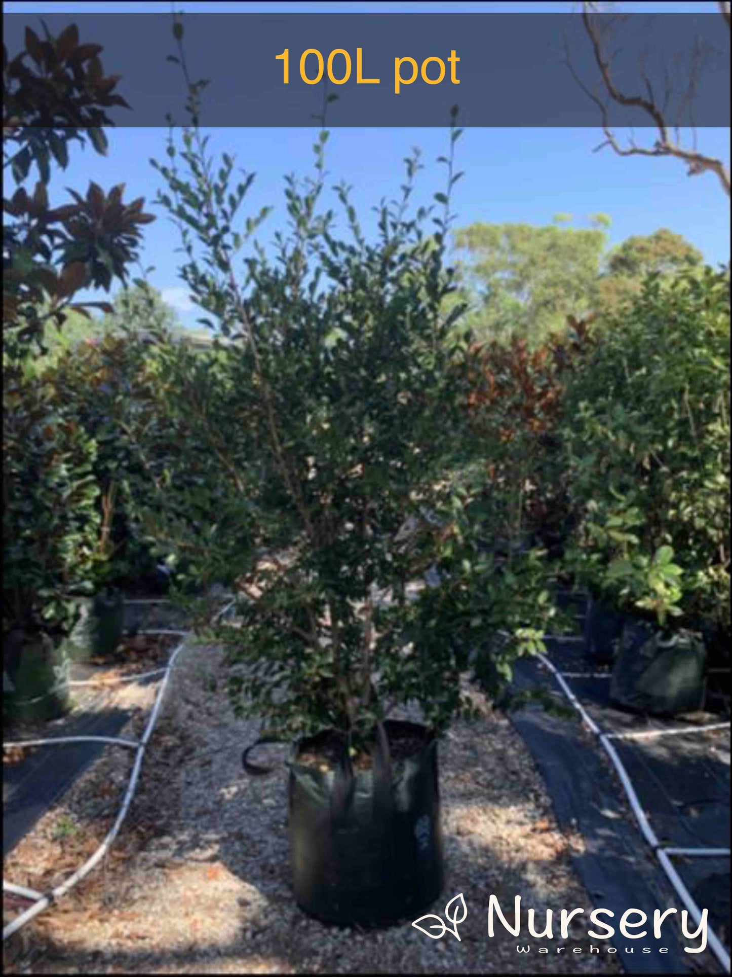 Camellia Sasanqua 'Hiryu'