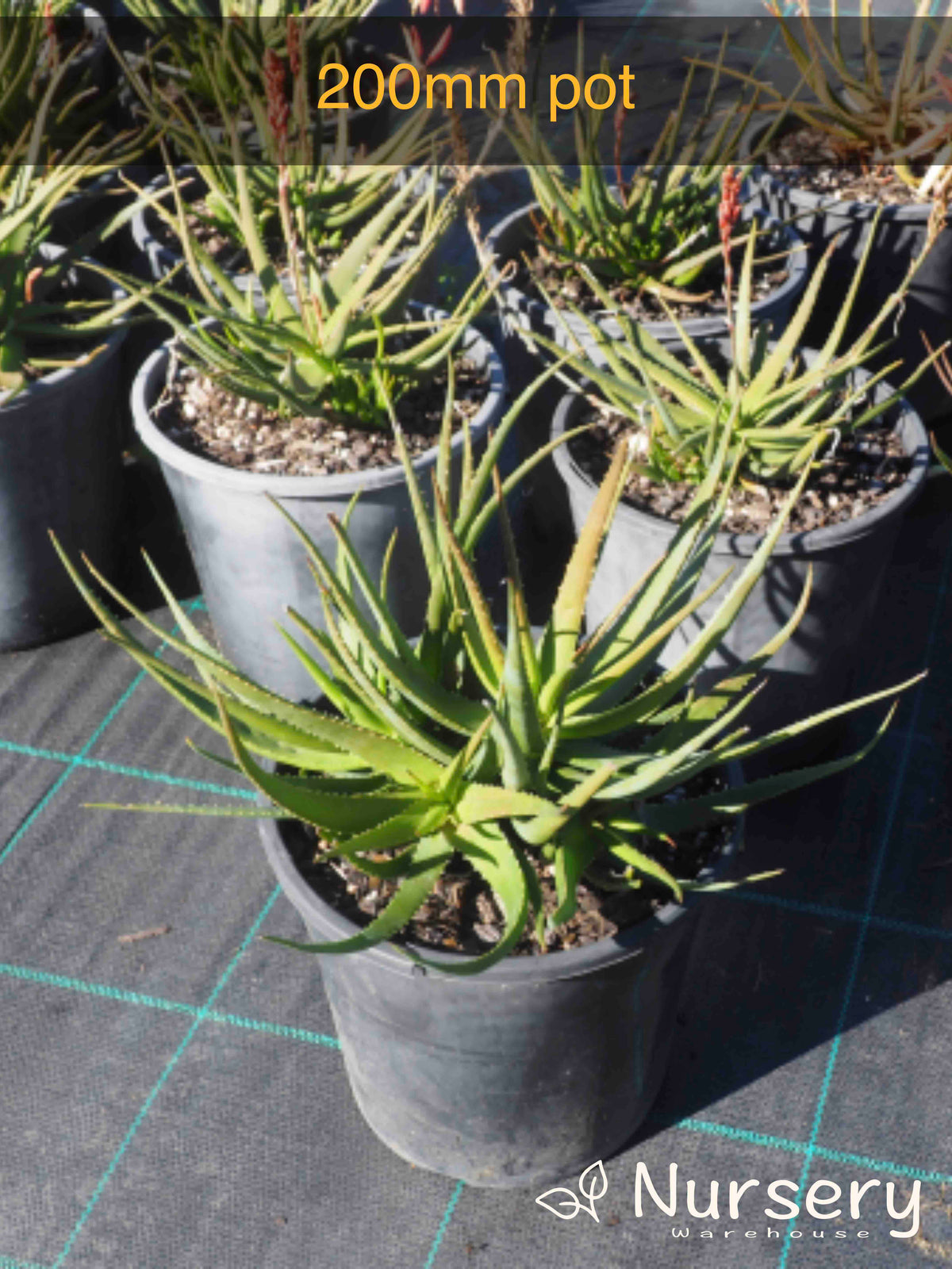 Aloe Porcupine