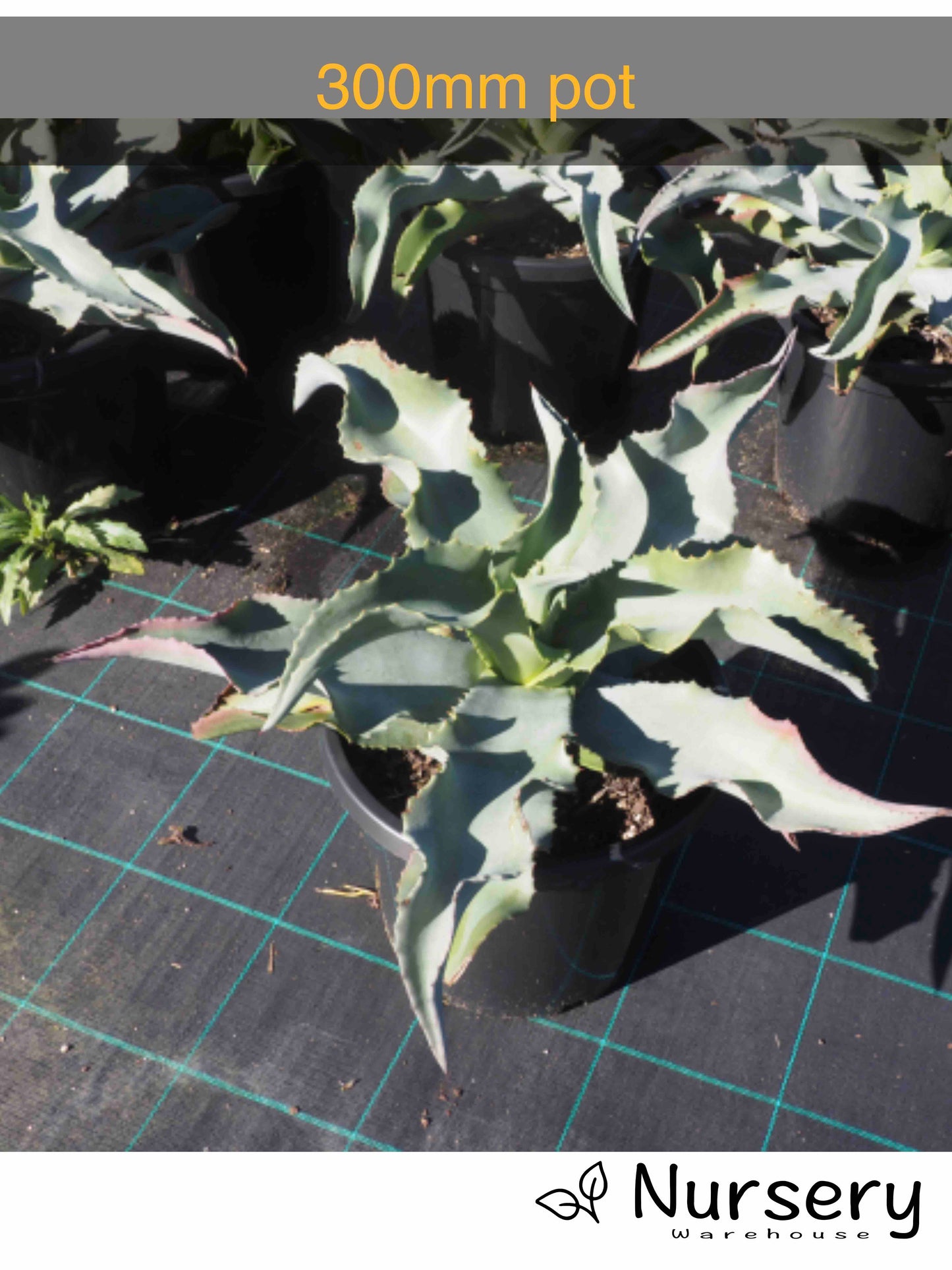 Agave Gypsophila (Gypsum Agave)