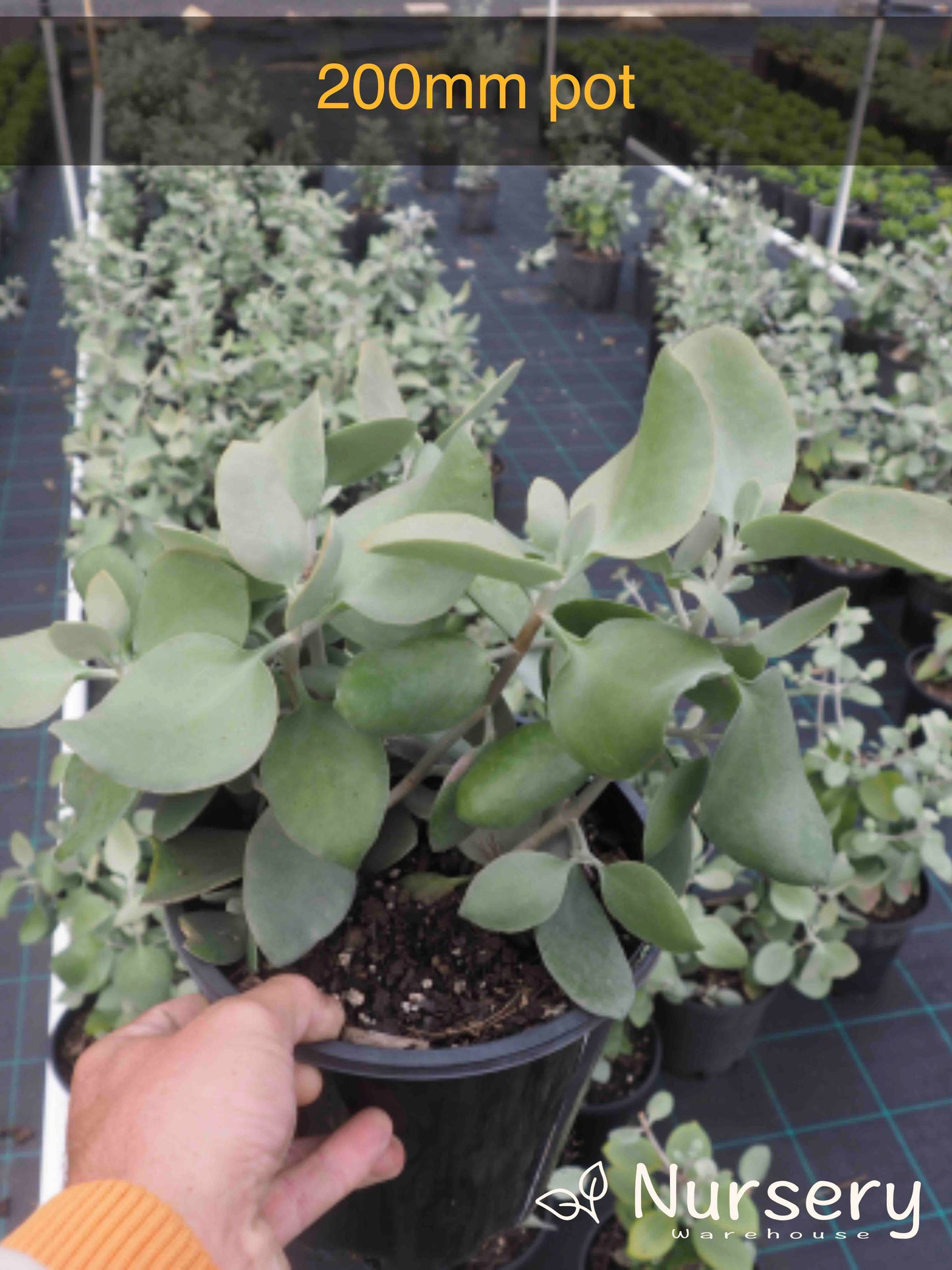 Kalanchoe Hildebrandtii (Silver Spoon)