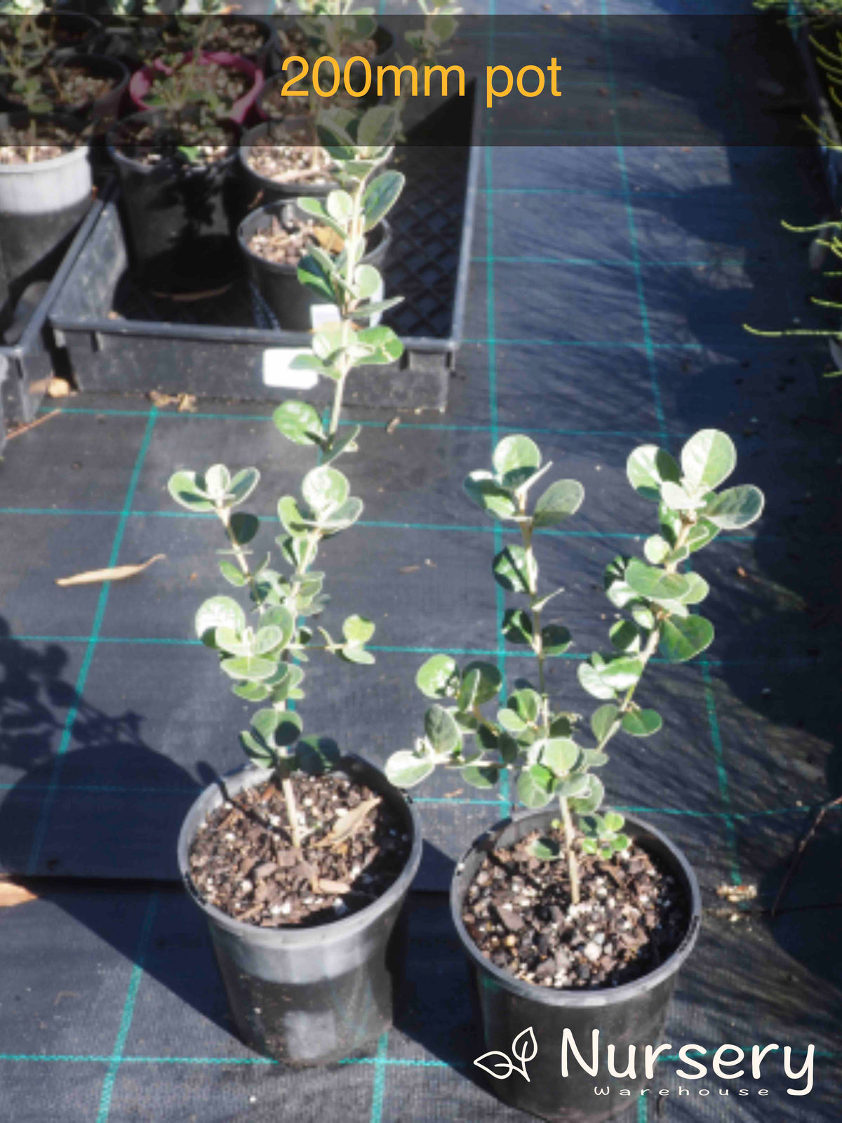 Correa Alba (White Correa)