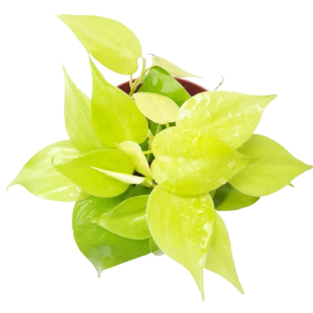 Philodendron Hederaceum 'Gold' (Gold Heartleaf Philodendron)