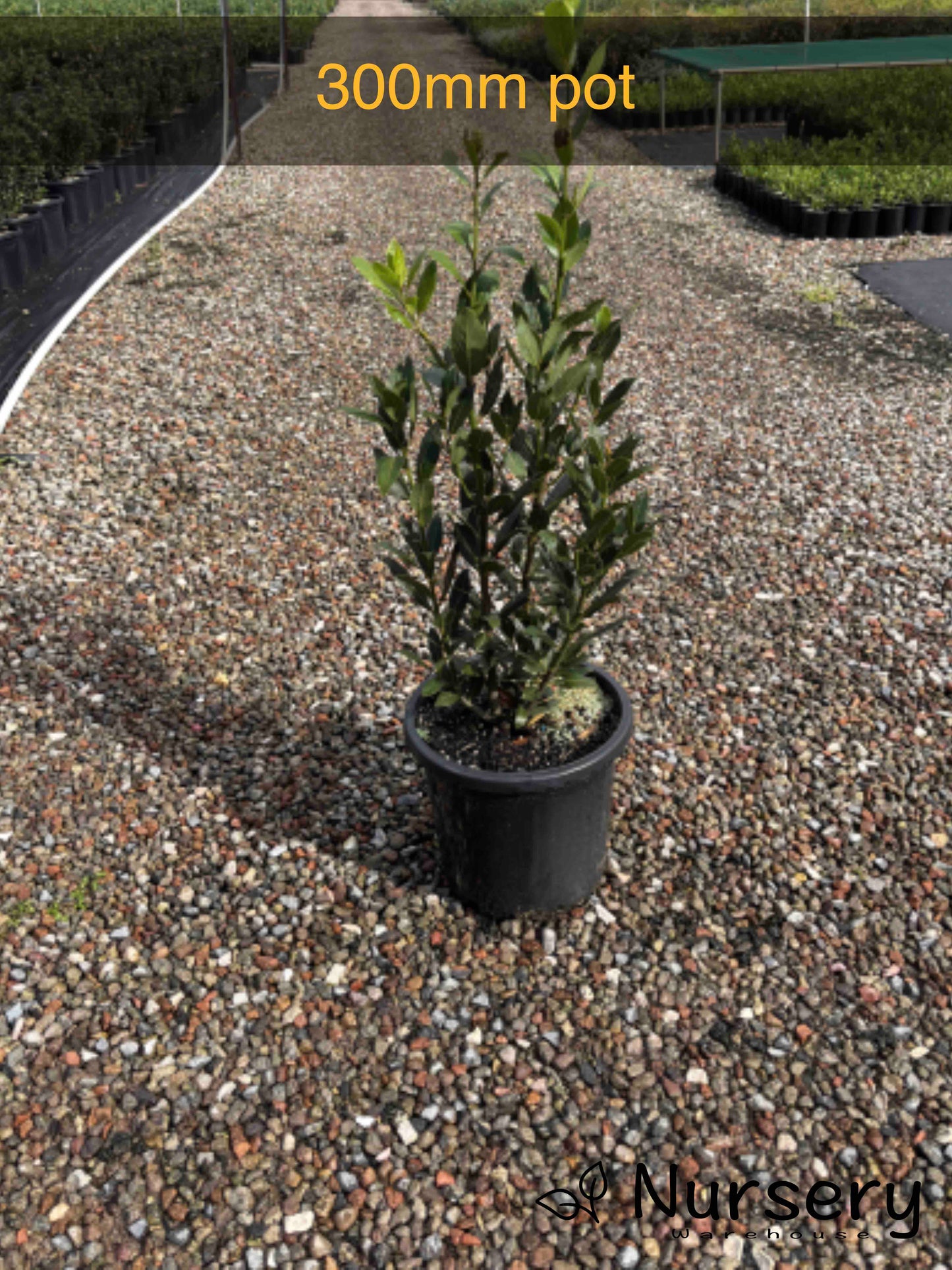 Laurus Nobilis (Bay Laurel)