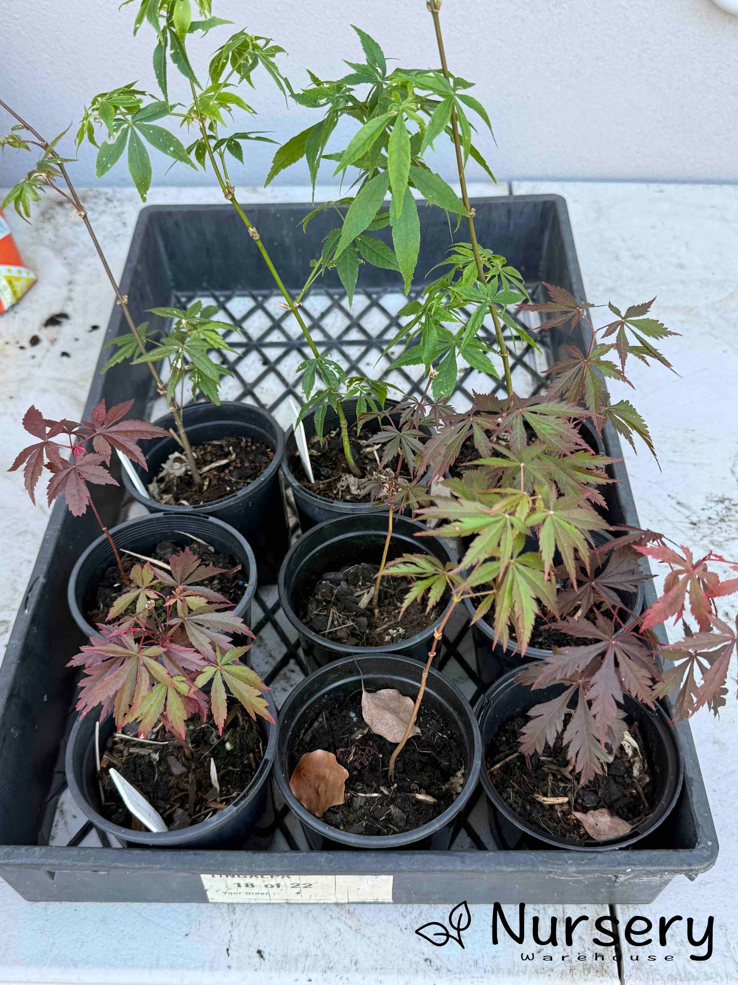 Acer Palmatum 'Oshu Shidare Japanese Maple Seedling'