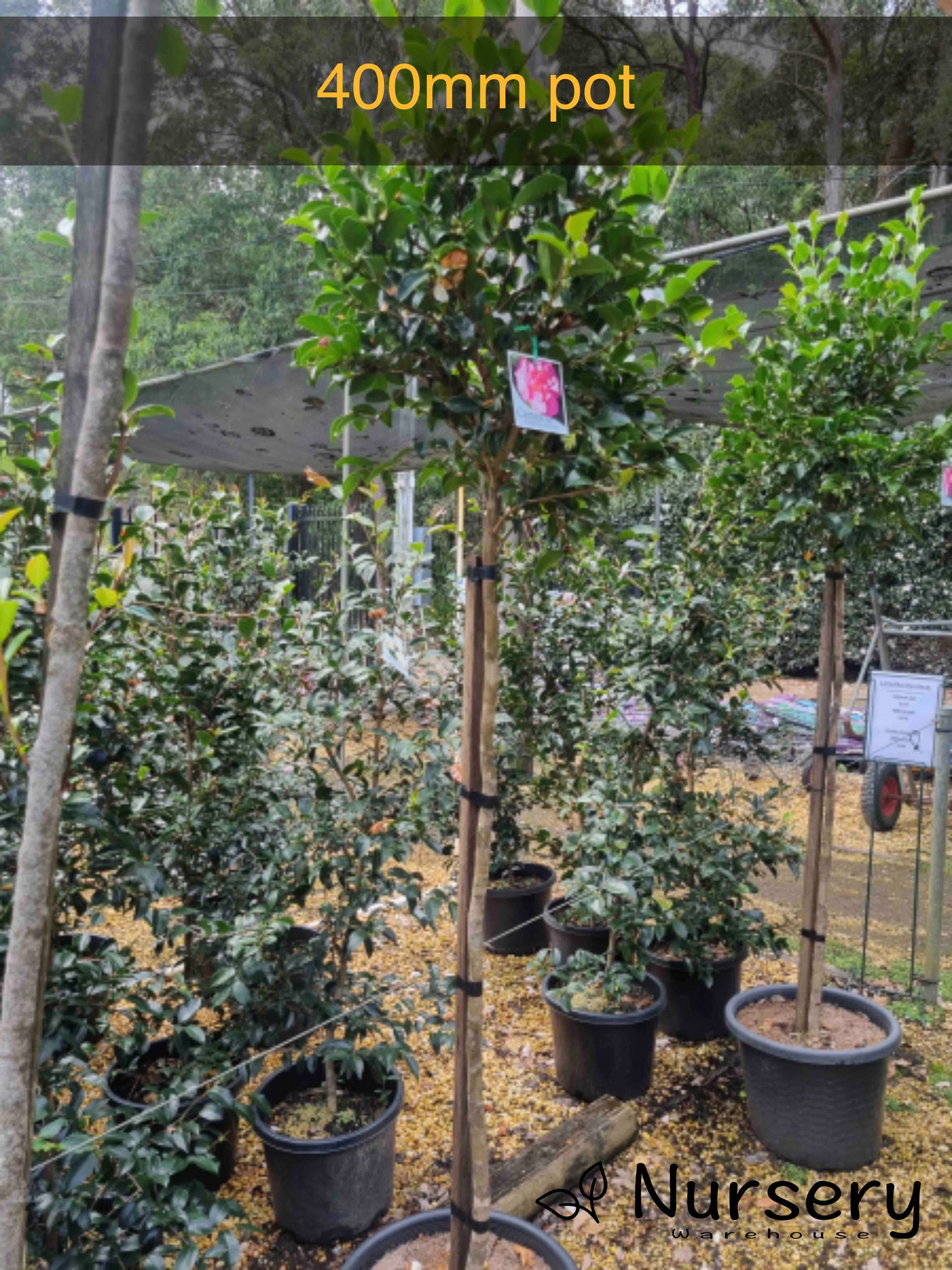 Camellia Sasanqua 'Jennifer Susan'