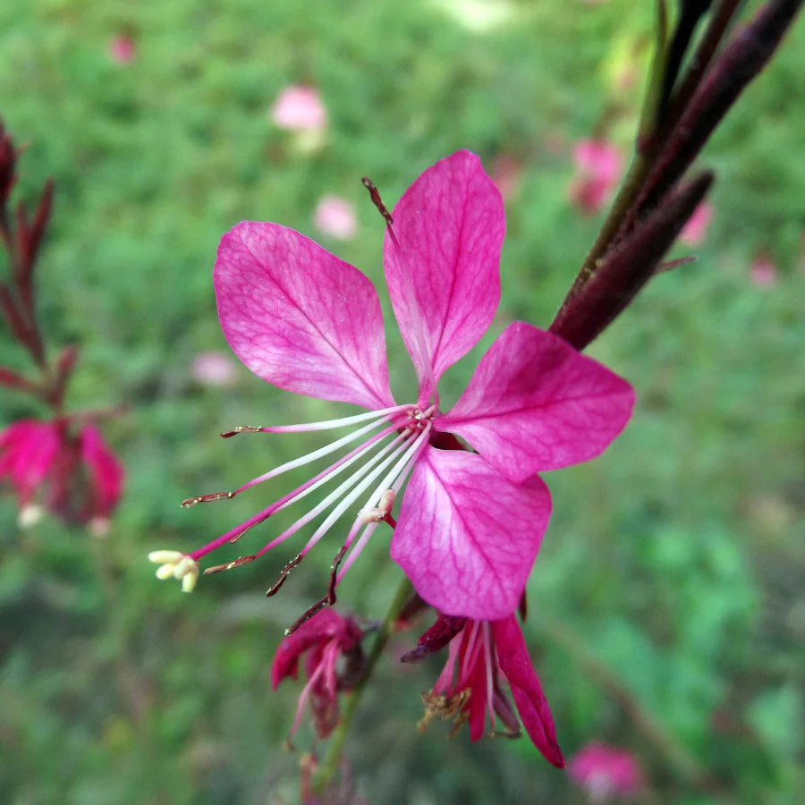 Gaura lindheimeri ‘Steffi™ Dark Rose’ (Bee Blossom)