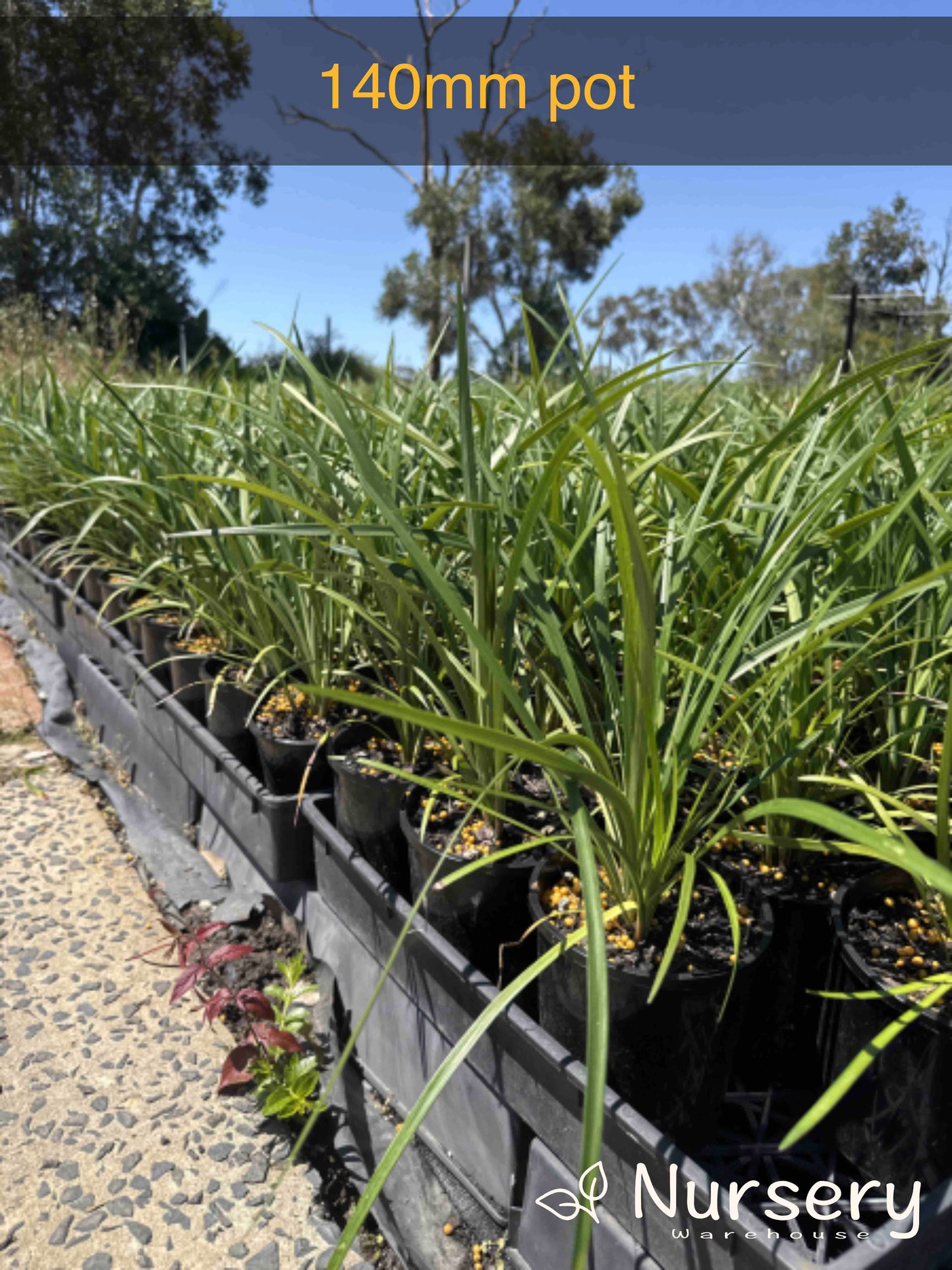 Liriope Muscari (Evergreen Giant)