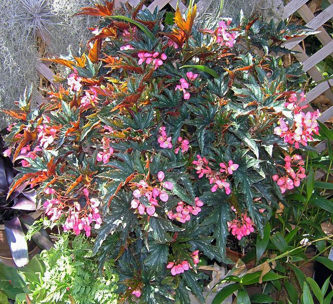 Begonia Sophie Cecile (Pink Flowering Begonia)