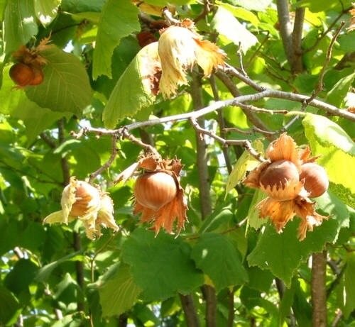Corylus Avellana 'Lambert' (Hazelnut Lambert)