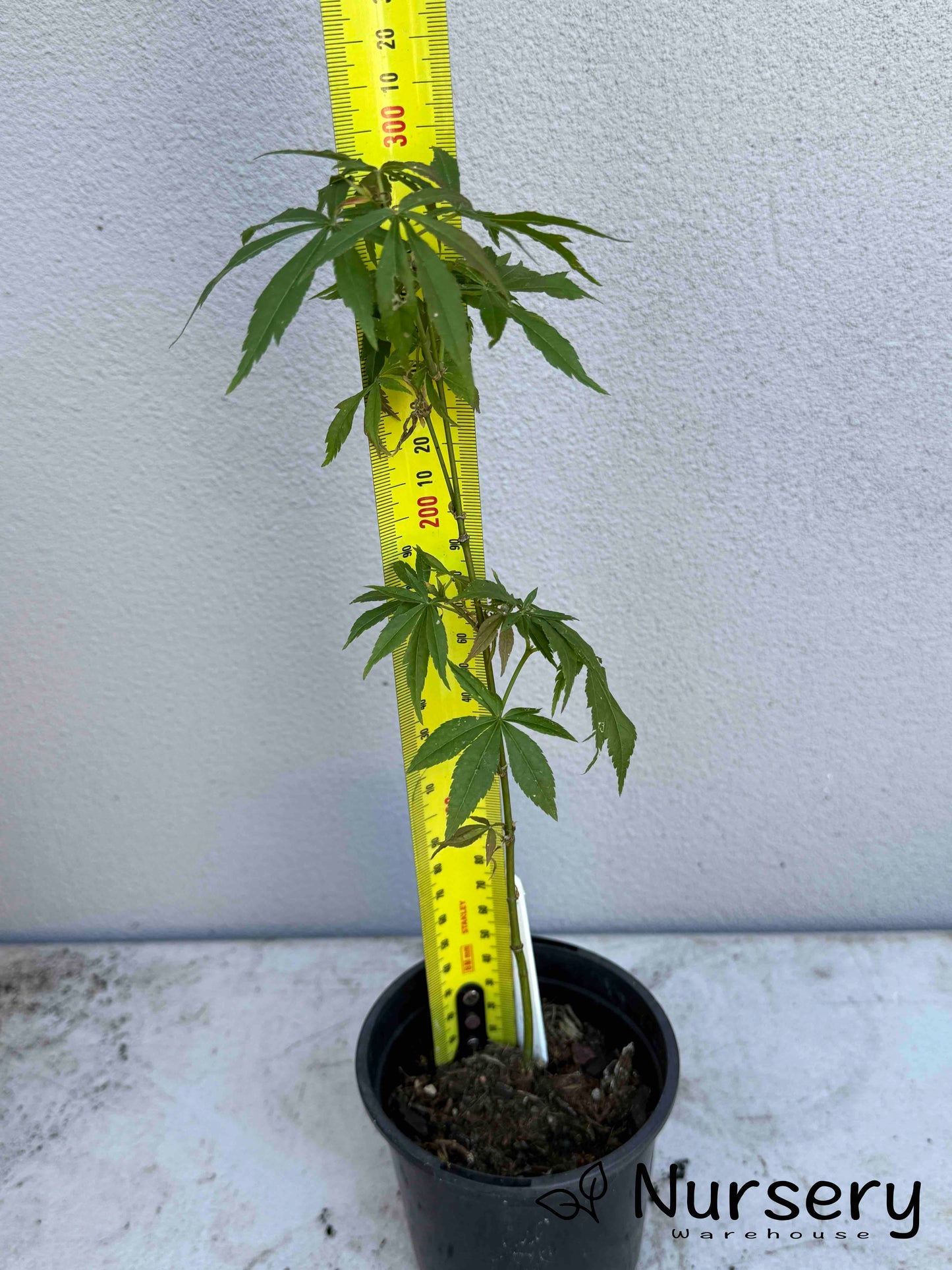 Acer Palmatum 'Unknown Japanese Maple Seedling'