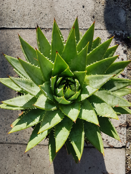 Aloe Polyphylla (Spiral Aloe)