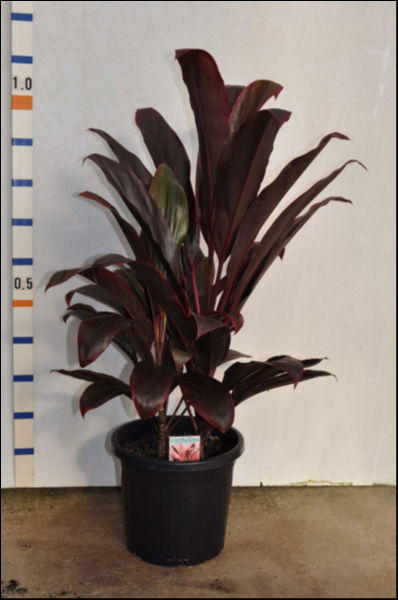 Cordyline Fruticosa (Rubra)
