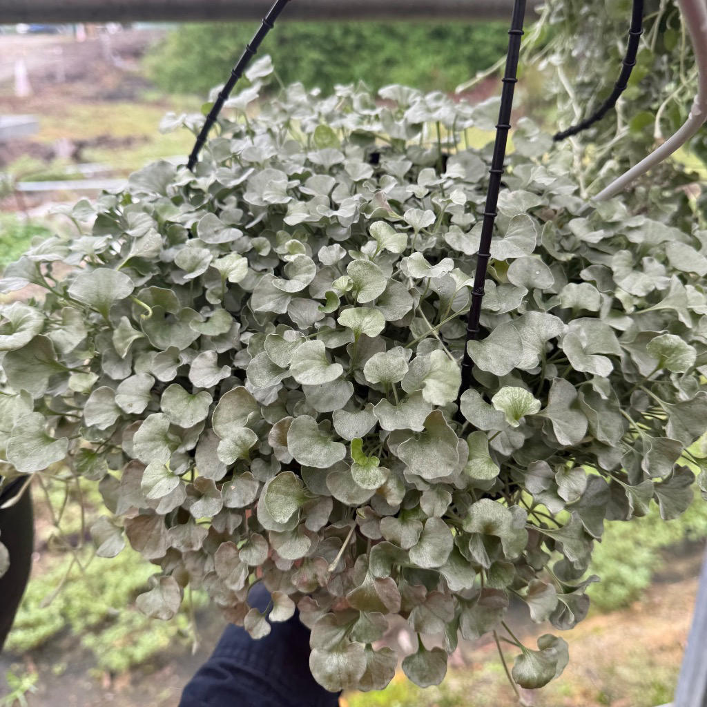Dichondra Argentea (Silver Falls)