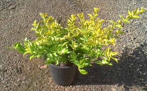Duranta erecta Sheena’s Gold (Sheena’s Gold)