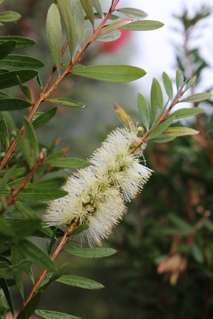 Callistemon ‘Icy Burst’™ (CNU01)